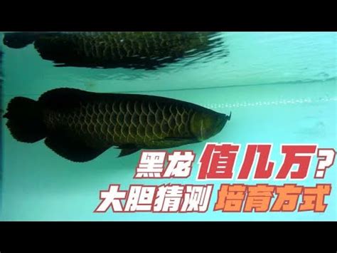 黑龍魚價格|黑帶 龍魚的價格推薦